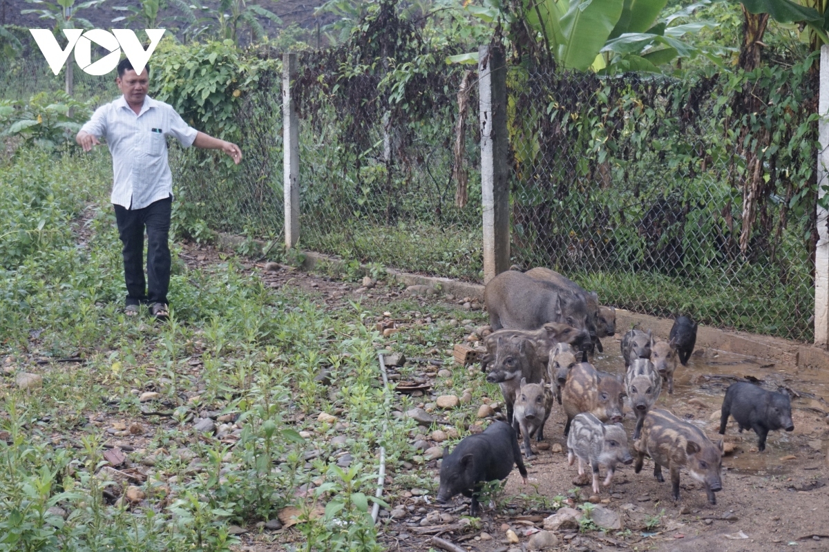 Mô hình VACR ở vùng cao