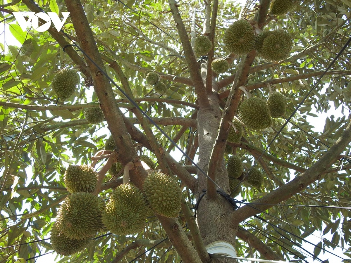 Tơring čar Kon Tum hơmâo pơjing lu kual pla sầu riêng hiam hơdjă