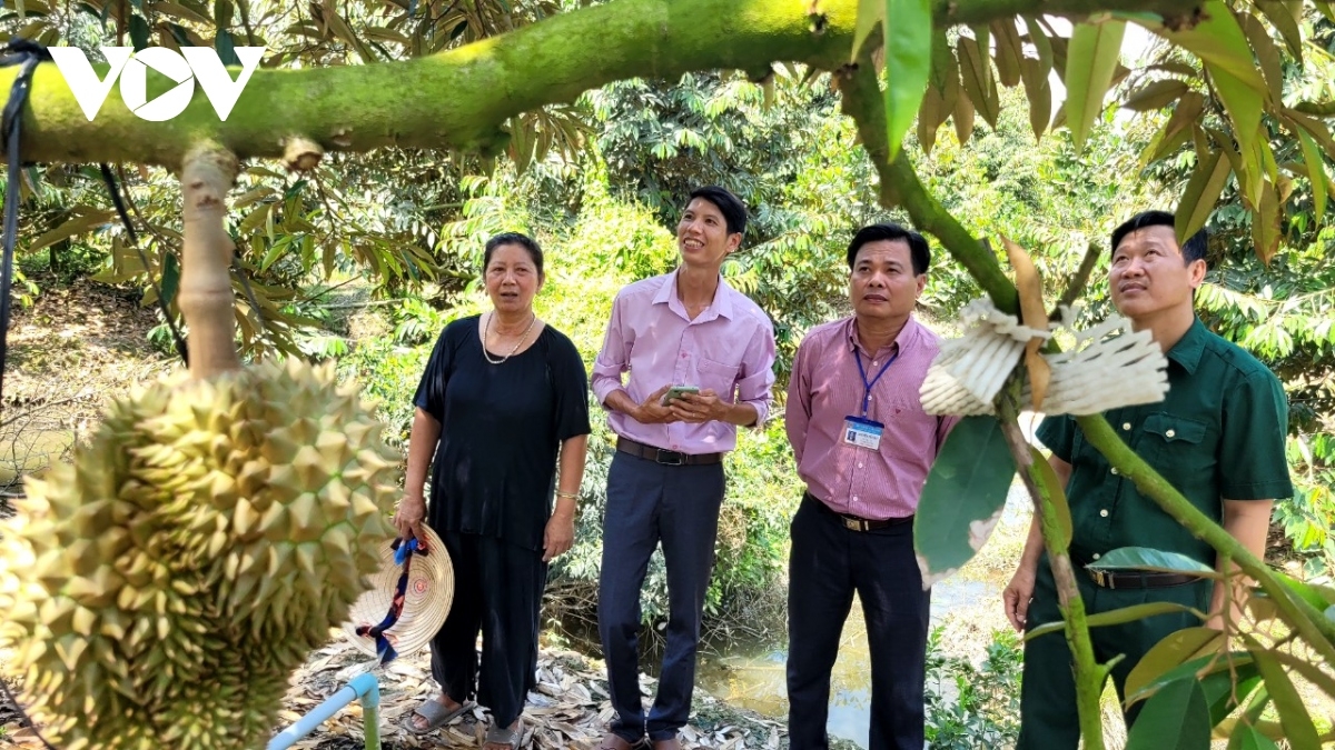Bein durian di xã Mỹ Lợi A