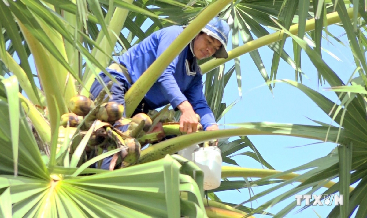 Người dân trèo lên ngọn cây để lấy nước thốt nốt về nấu đường. Ảnh: Công Mạo - TTXVN