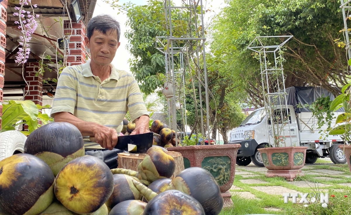 Trái thốt nốt được người dân chặt ra lấy hạt kết hợp cùng nước thốt nốt trở thành thứ nước giải khát rất tuyệt vời giữa ngày hè. Ảnh: Công Mạo - TTXVN