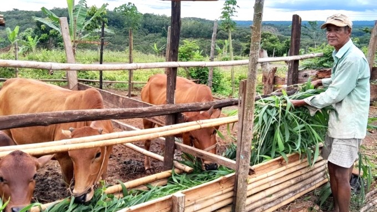 Người dân huyện biên giới Bù Gia Mập sau khi cấp nhà còn được cấp bò để phát triển kinh tế. Ảnh: K GỬIH -TTXVN