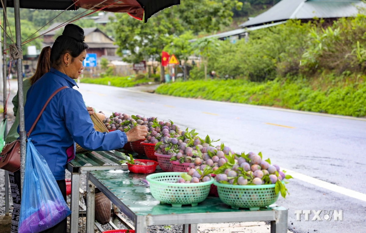 Giá mận đầu mùa cao gần gấp đôi so với những năm trước. Ảnh: Xuân Tư - TTXVN