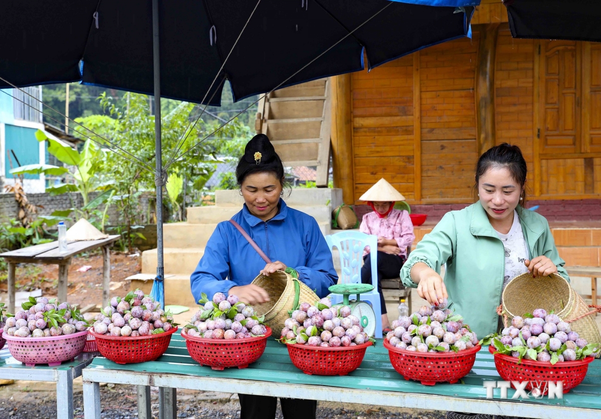 Những rổ mận vừa hái xong được người dân bày bán bên Quốc lộ 279. Ảnh: Xuân Tư - TTXVN