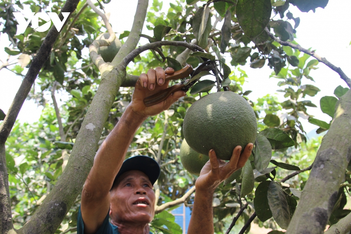 Bưởi da xanh, một trong những cây trồng giúp người dân xóa đói giảm nghèo