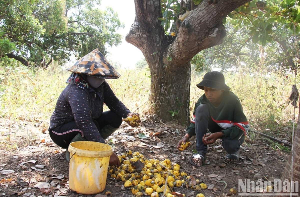 Sa-ai Pupu Thị Hạnh