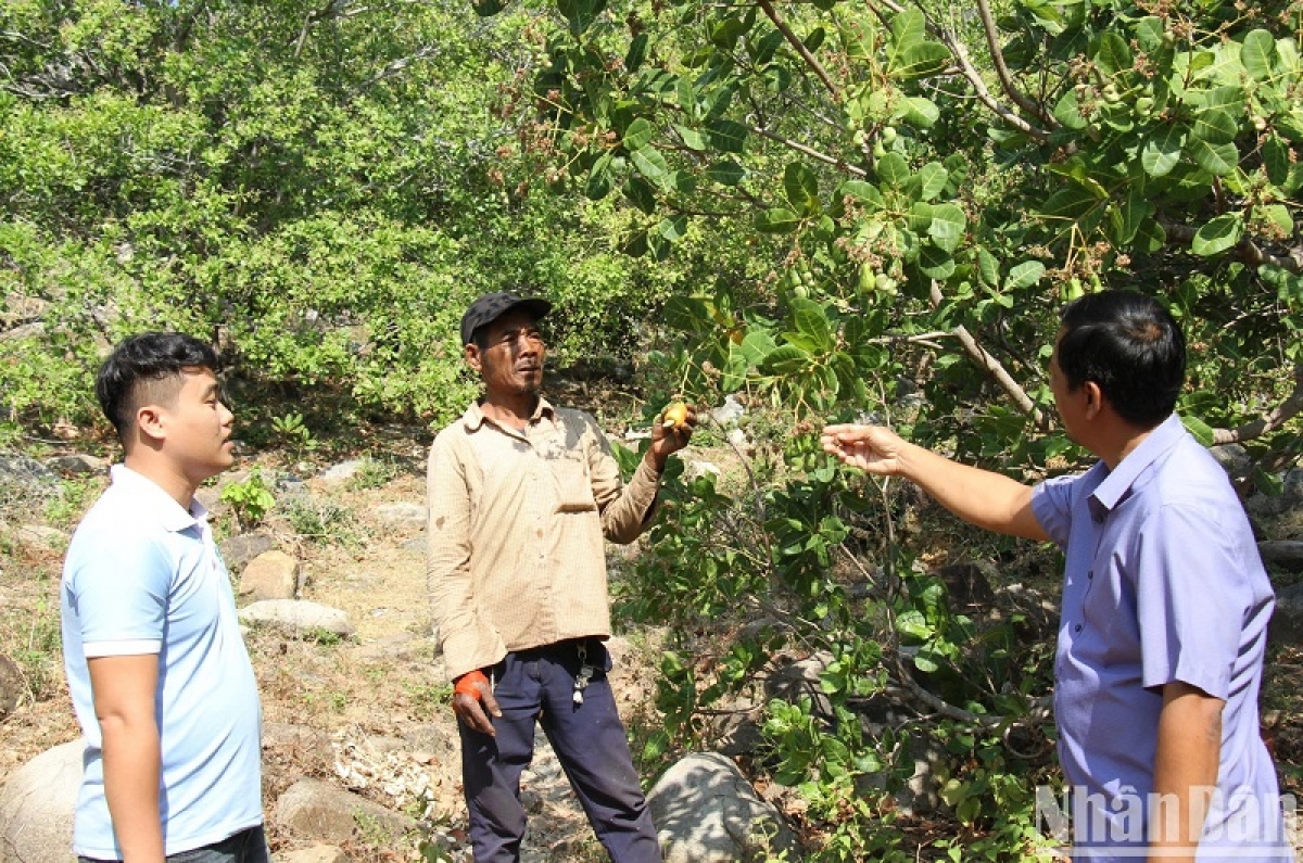 Phun pa-ok blait di Bác Aí, Ninh Thuận