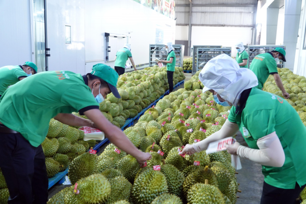 Sầu riêng tac hờ lơgar ndai