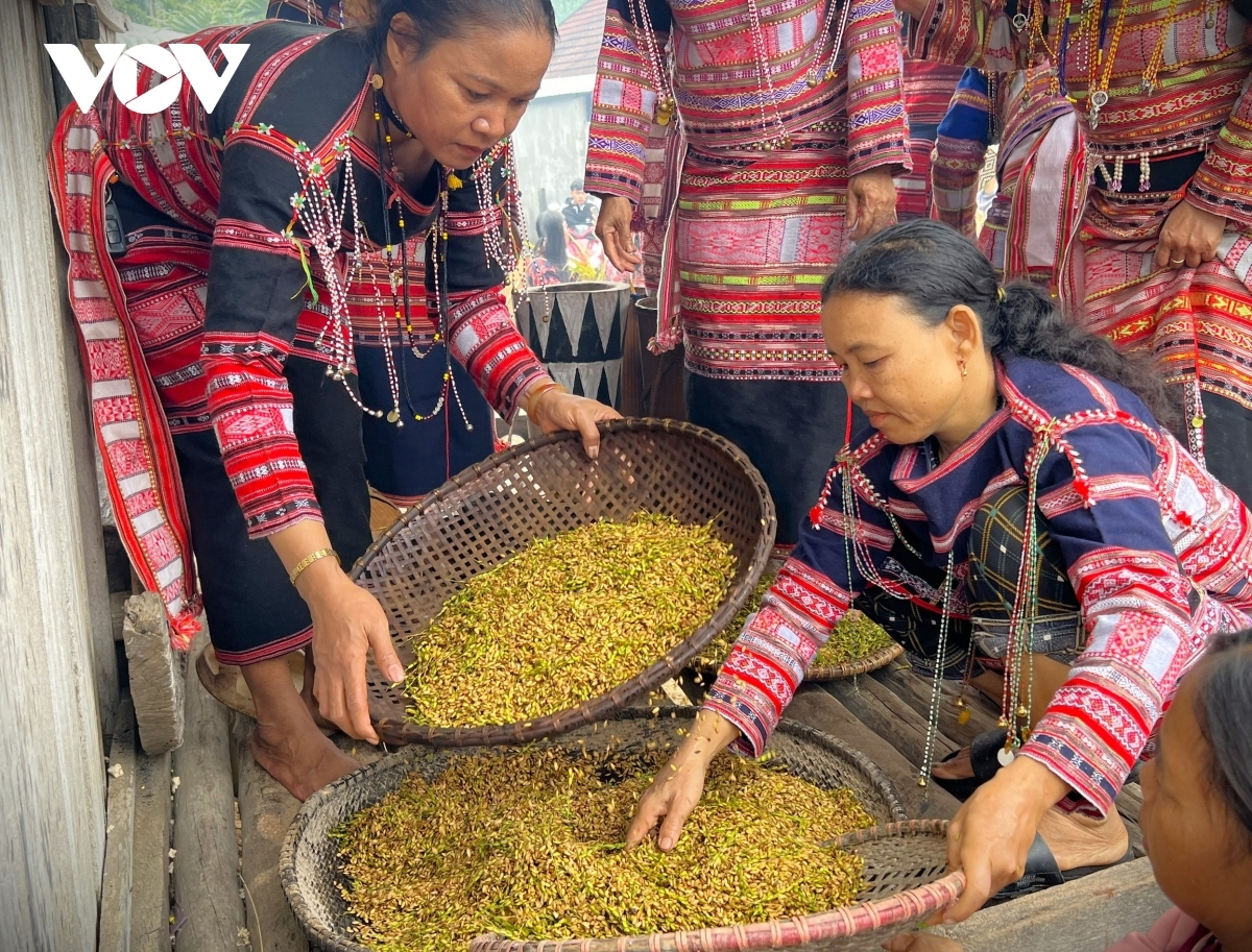 Người dân vùng núi Bình Định sàng lúa để làm cơm mới.