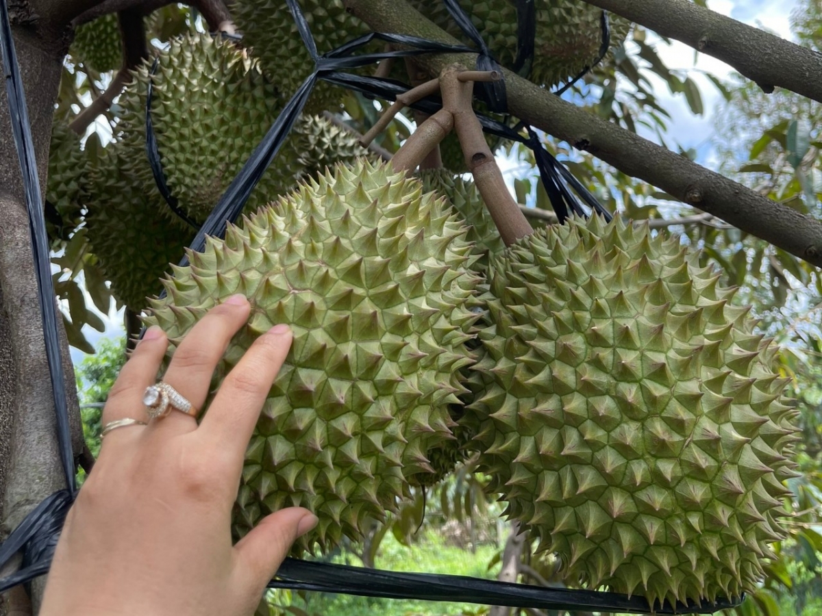 Kak baoh piah pacang jaruh baoh dalam bilan hajan hangin