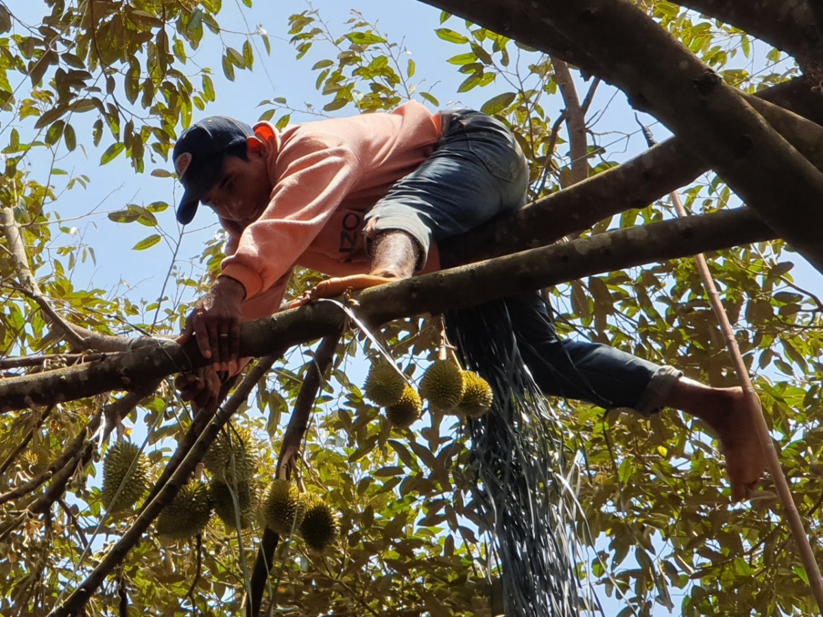 Akă than, yôl boh arăng pơphun mơ̆ng rơnuč bơyan phang, lơ̆m boh sầu riêng kiah 40 hrơi