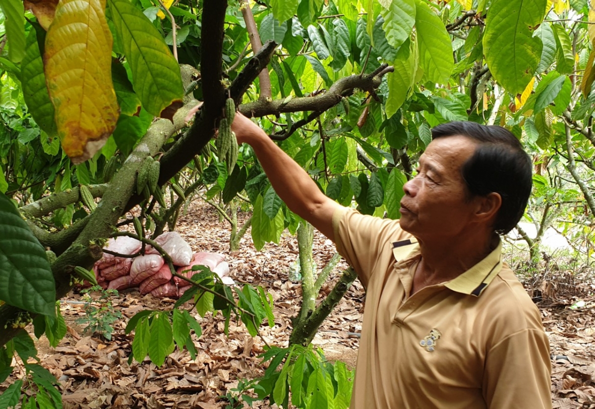 Ơi Lý Quốc Bảo – thôn 16, să Ea Đar – bơwih brơi kơ bơyan cacao phrâo tơdơi kơ truh kih mơ̆ng bơyan 2023-2024