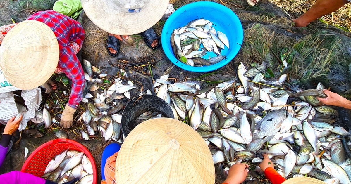 Ikan hamu dak harei dak takik nao, urak ini, jabat chức năng tỉnh daok ba tabiak dom jalan ngak piah pasiam veik