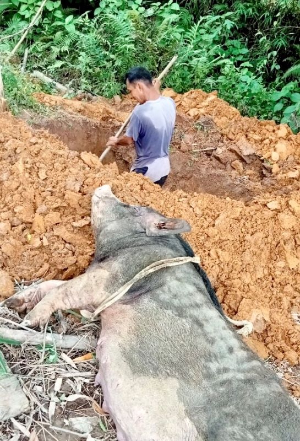 Nhiều hộ chăn nuôi mất trắng khi toàn bộ số lợn trong chuồng phải tiêu huỷ