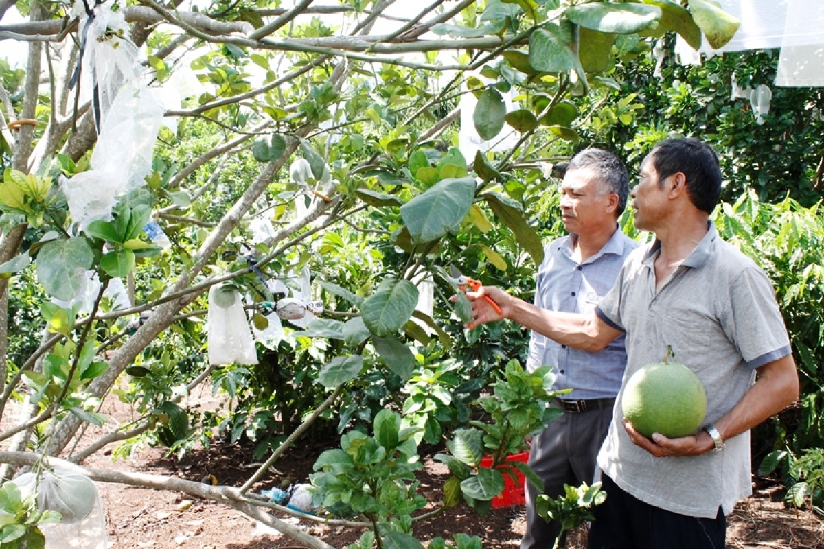 Hên kuăn pơlê a  pơlê kong krâm Ƀuôn Hồ, kong pơlê Dak Lak mơ-eăm pêi cheăng vâ hlưan kơtiê ing kơxô̆ liăn veăng kum ăm xua đảng viên veăng tơlo