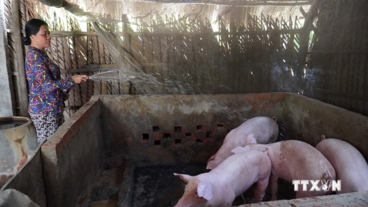 Bà Thị Sóc Khe, xã Thới Quản, huyện Gò Quao có cuộc sống ổn định nhờ vay 5 triệu từ nguồn vốn xoay vòng của Hội Phụ nữ xã để nuôi lợn. Ảnh: Văn Sĩ - TTXVN