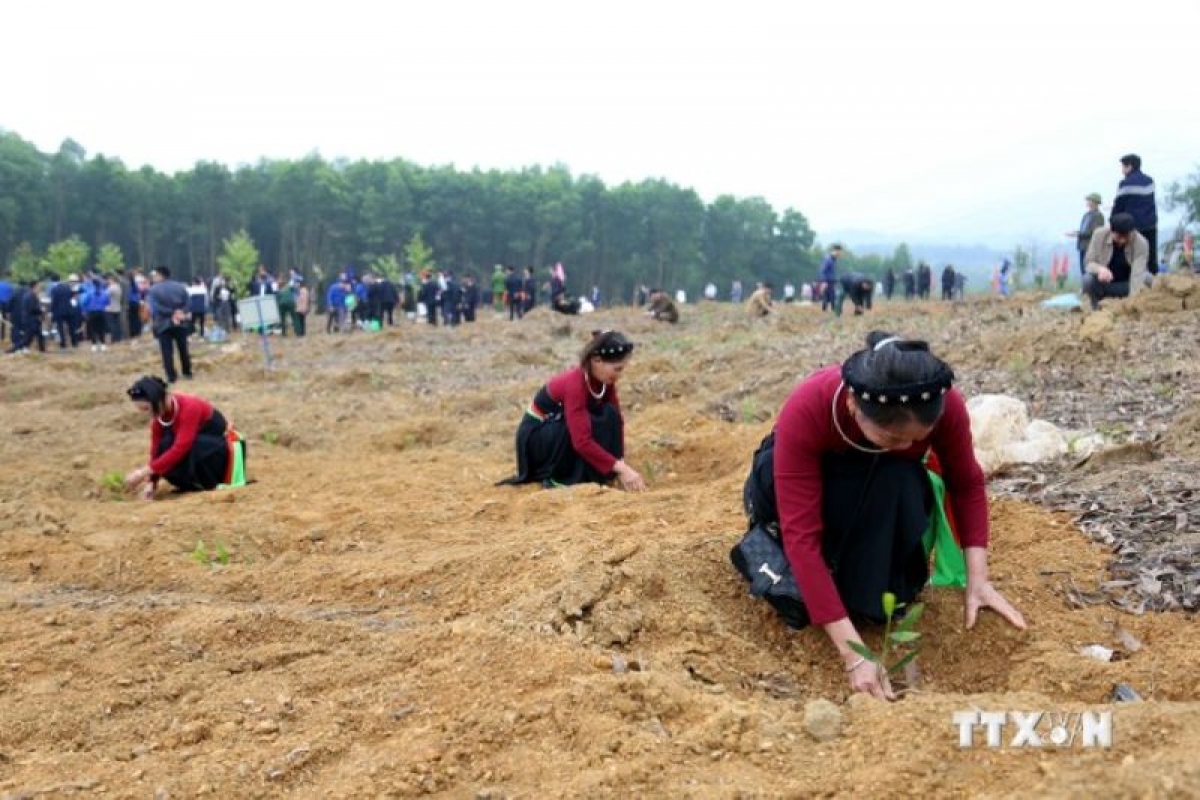 Người dân tỉnh Tuyên Quang hưởng ứng Đề án trồng một tỷ cây xanh. Ảnh: Quang Cường – TTXVN