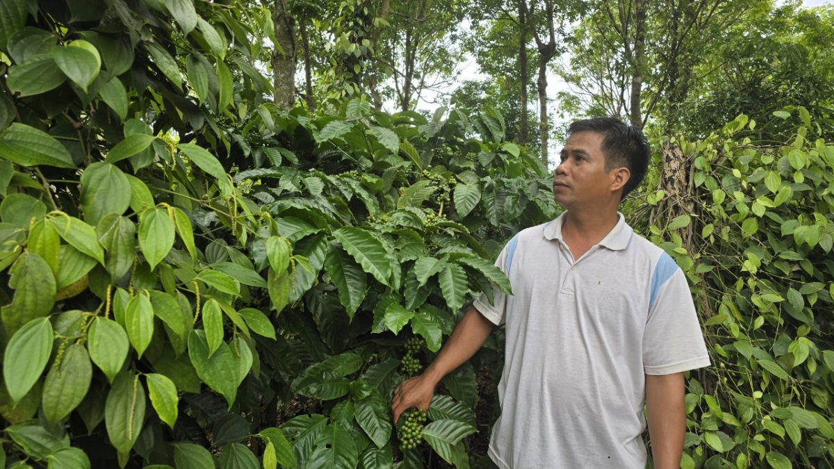 Kwang ătbồ thôn ồng Ksor Phiếu geh mờr 2 lô kơphê tam bơrlŭ bal mờ tiêu, priă lơh geh gĭt nđờ rhiang tơlak đong pah nam