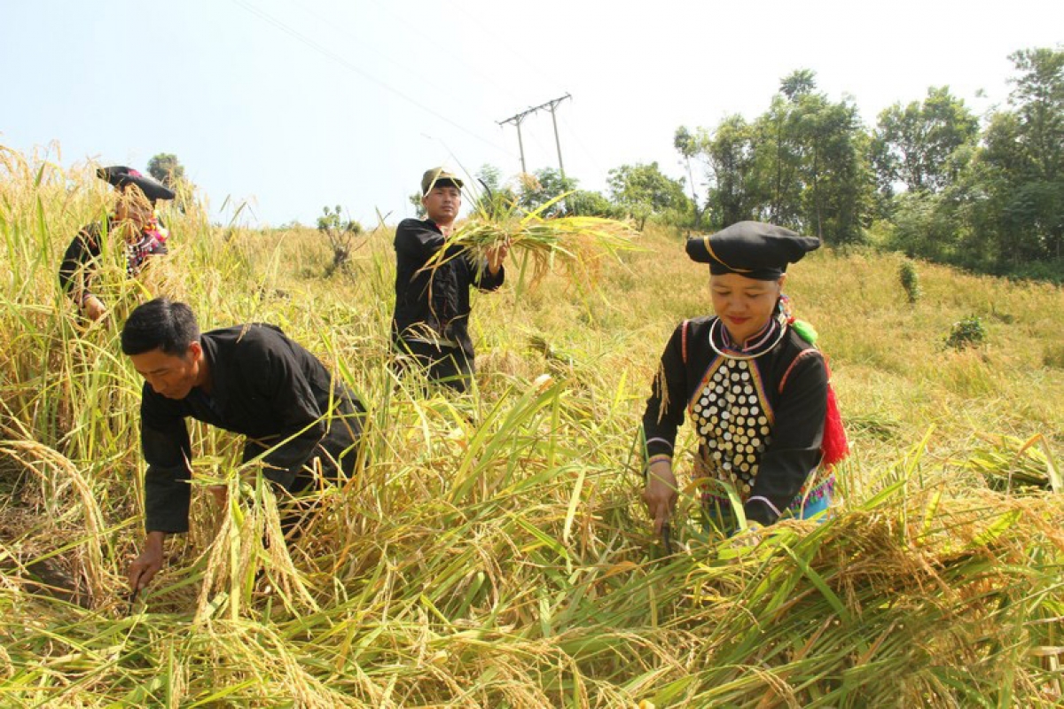 Tỷ lệ hộ nghèo trong vùng đồng bào DTTS giảm mạnh