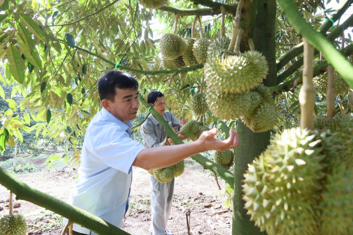 
Dôm pơgar sầu riêng tơ̆ Dak Lak hơmet tôm ăn pơyan phĕ tĕch sơnăm 2024