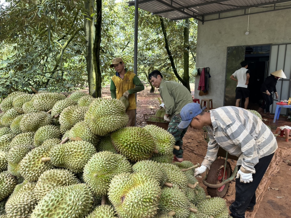 Krê sầu riêng Dak Lak  hbrâ vâ tê ăm kong têa ki vâ rôe