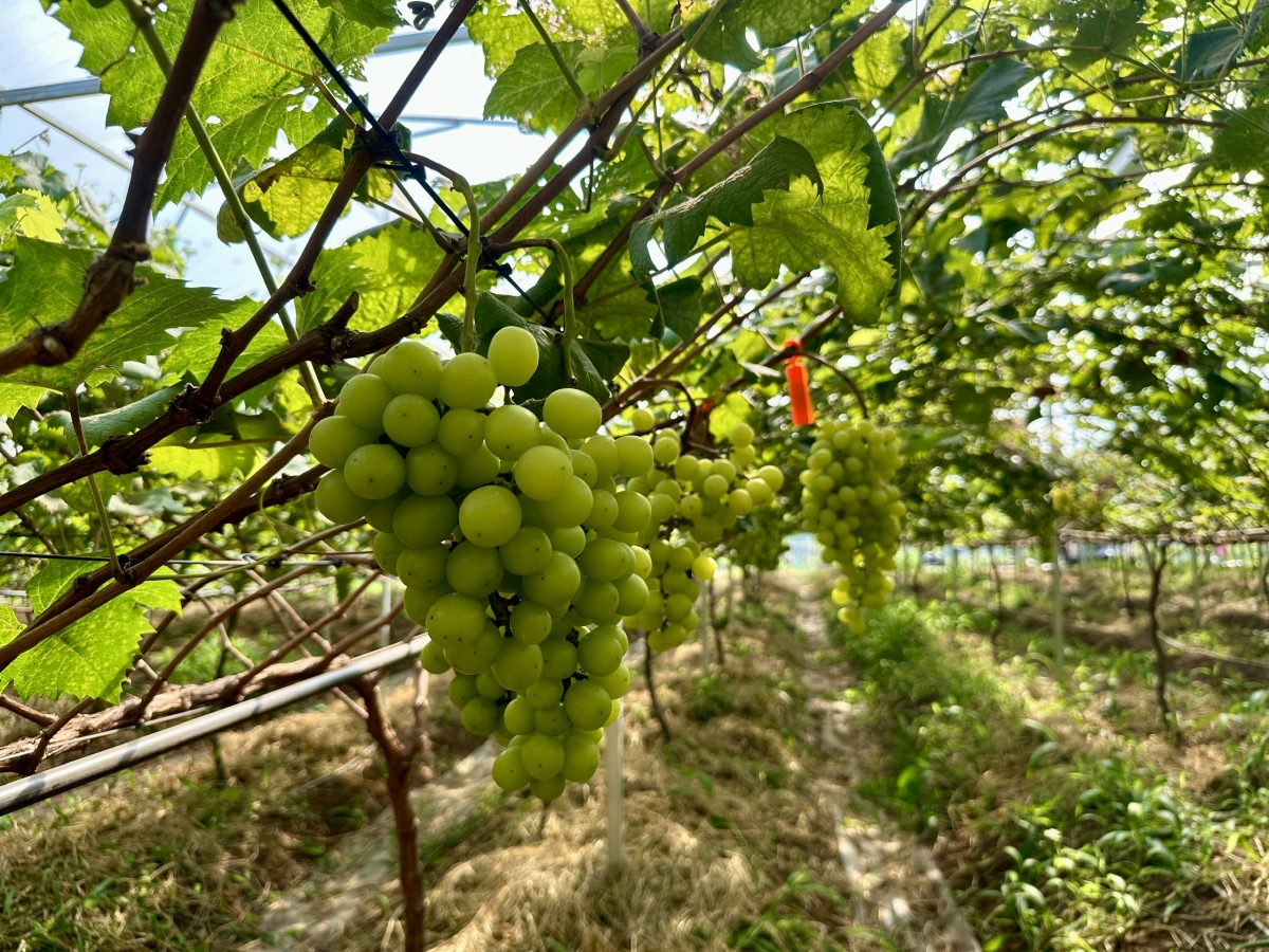 
Pơgar ‘long rơmu 10.000 tơnơm đơ̆ng đe buăl mơlôh tơ̆ xăh Ea Nuôl, apŭng Buôn Đôn, dêh char Đắk Lắk