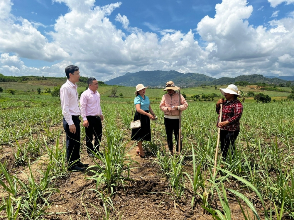 Karja daong phun jien piah ngak mbang pala drak