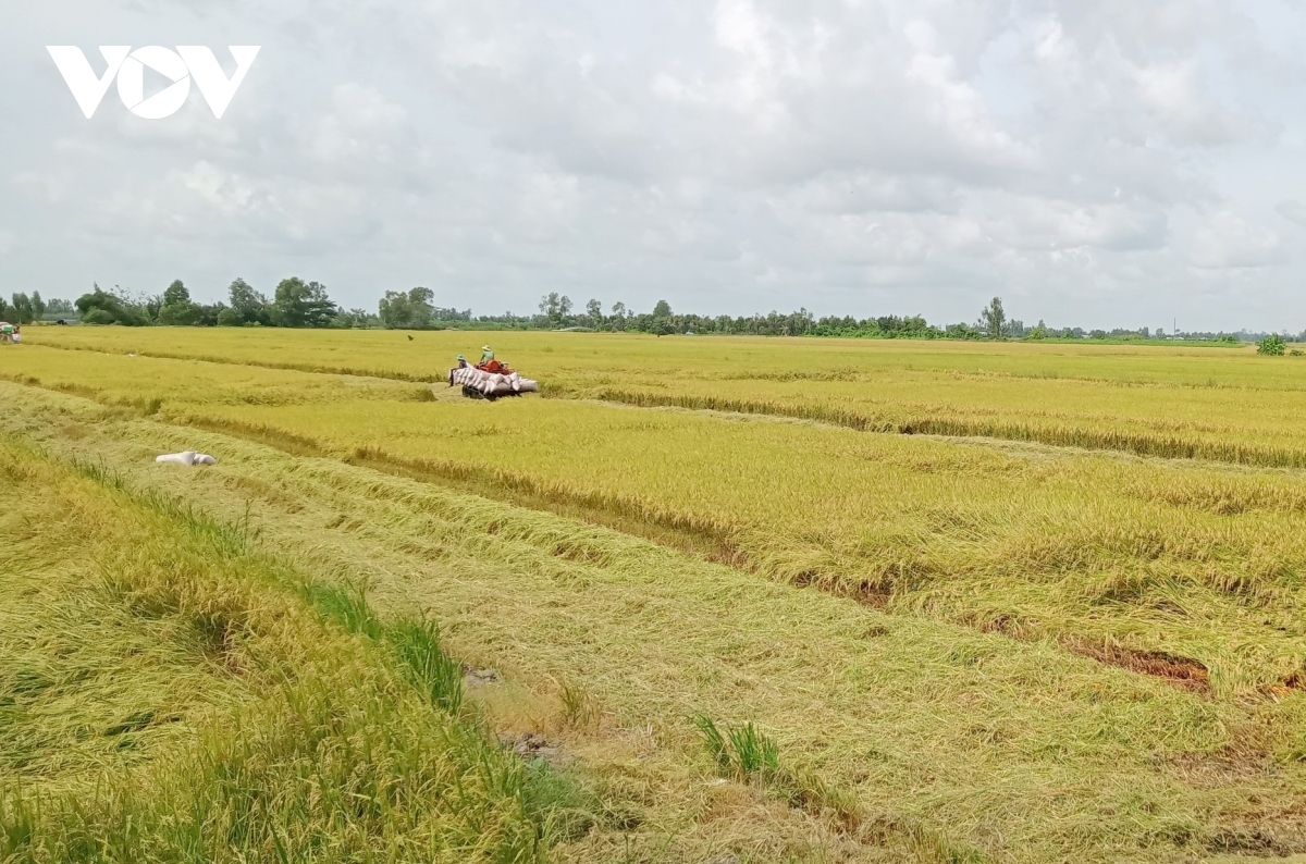 Ban Cần Thơ padang bhum ngak padai chất lượng glaong, tathuak nerak biar