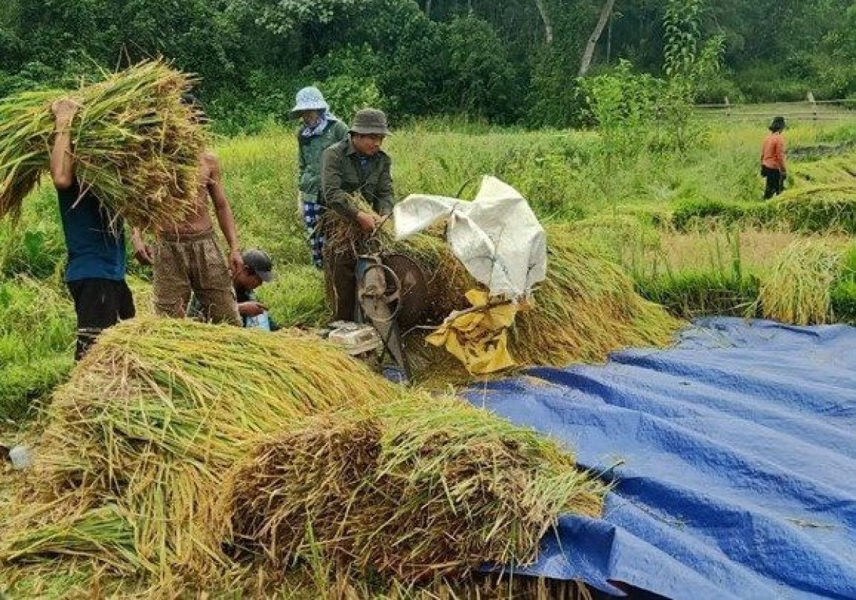 Cán bộ, đảng viên Ban Quản lý rừng phòng hộ huyện Bắc Trà My giúp dân thu hoạch và suốt lúa nước vụ hè thu năm 2023. Ảnh: N.B