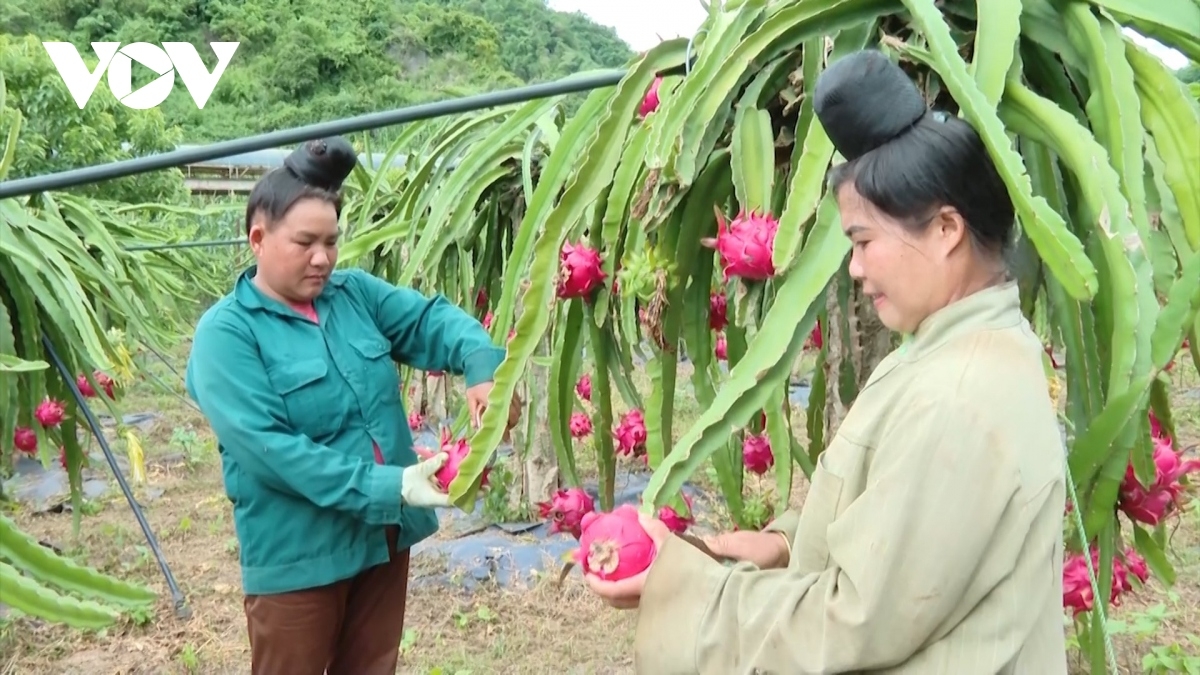 Cây Thanh Long cho hiệu quả kinh tế cao nhờ xuất khẩu