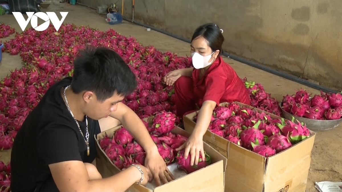 Liên kết, đẩy mạnh tiêu thụ quả Thanh Long cho bà con