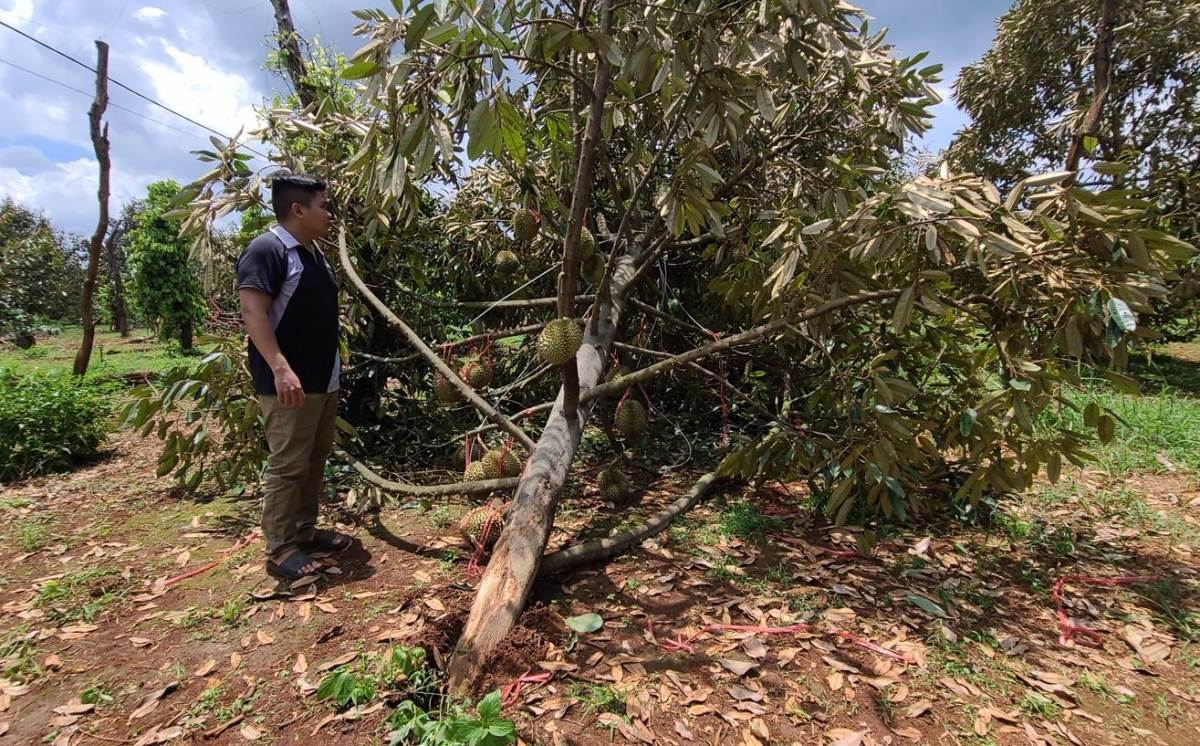 Uă tờm sầu riêng gơtìp pă gơpừ tài bơh càl pồt