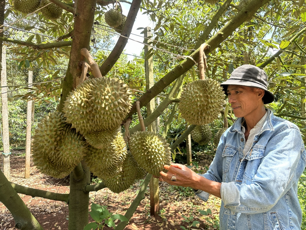 Pôa Lê Văn Thành ôh tá rĕng pơkâ yă sầu riêng vâ ví ki ôh tá mơhuá