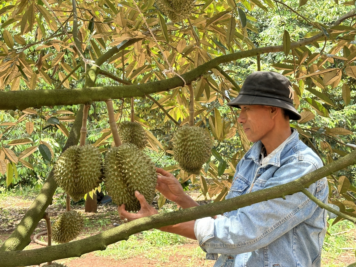 Hên kuăn pơlê pêi chiâk deăng Dak Lak pói vâ plâi sầu riêng pơtối ăm pêi lo liăn châ hên