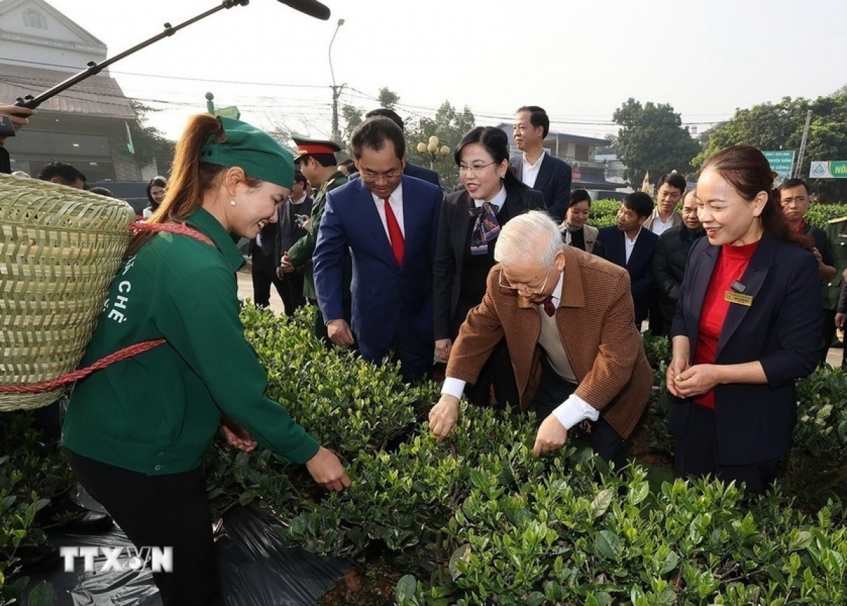 Tổng Bí thư Nguyễn Phú Trọng thăm vườn chè của Hợp tác xã Hảo Đạt, thành phố Thái Nguyên. (Ảnh: Trí Dũng/TTXVN)