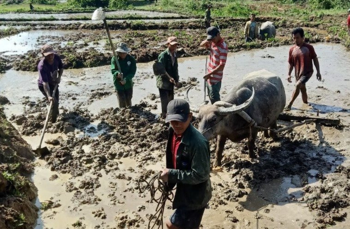 Dân làng Nà Mít xuống đồng làm đất để sạ cấy lúa nước sau khi được tiếp sức hỗ trợ khai hoang, phục hóa tại vùng suối Xung. Ảnh: NB.