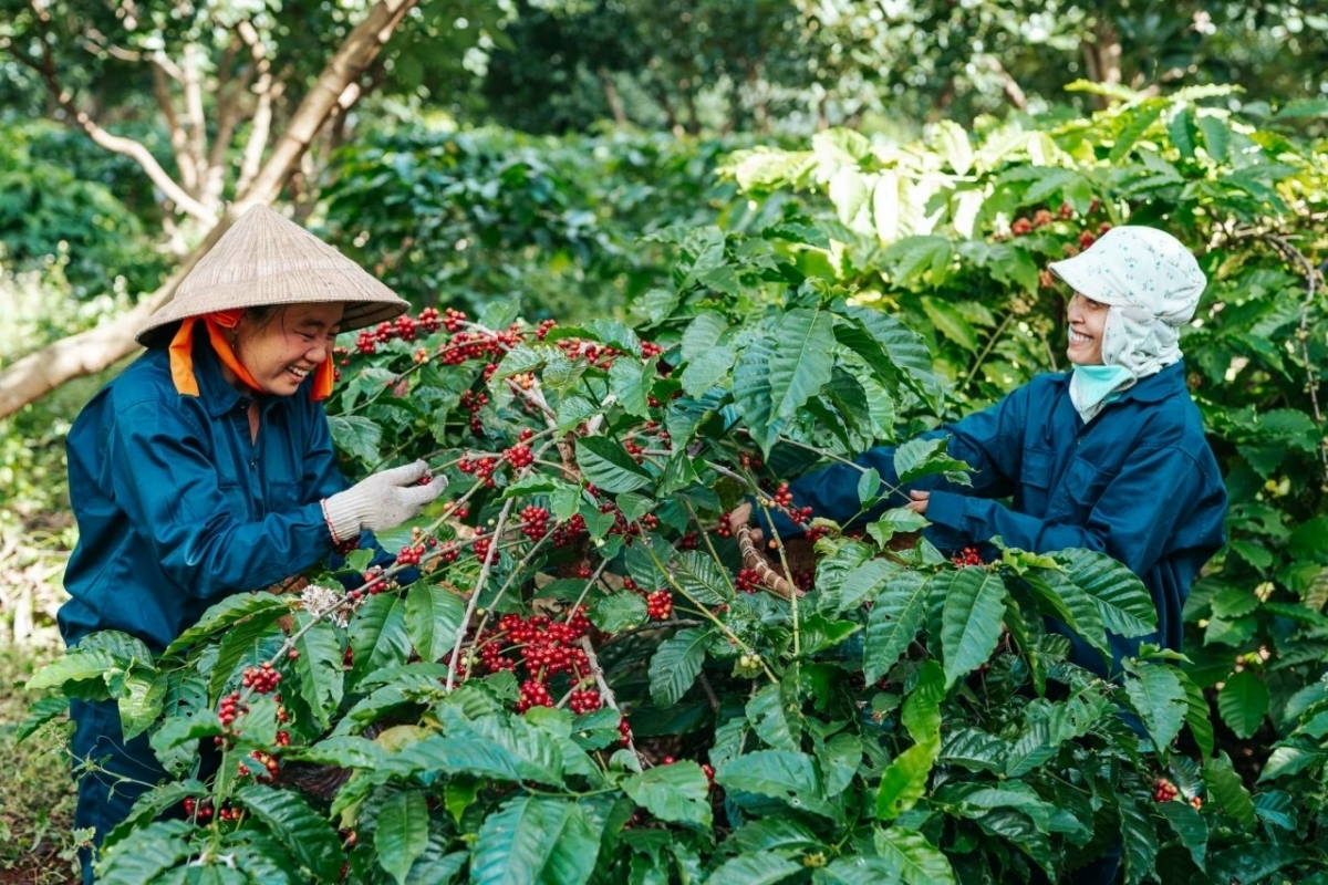 Kơphế xú kơhiâm lĕm rế ton rế ai hên kuăn pơlê pêt