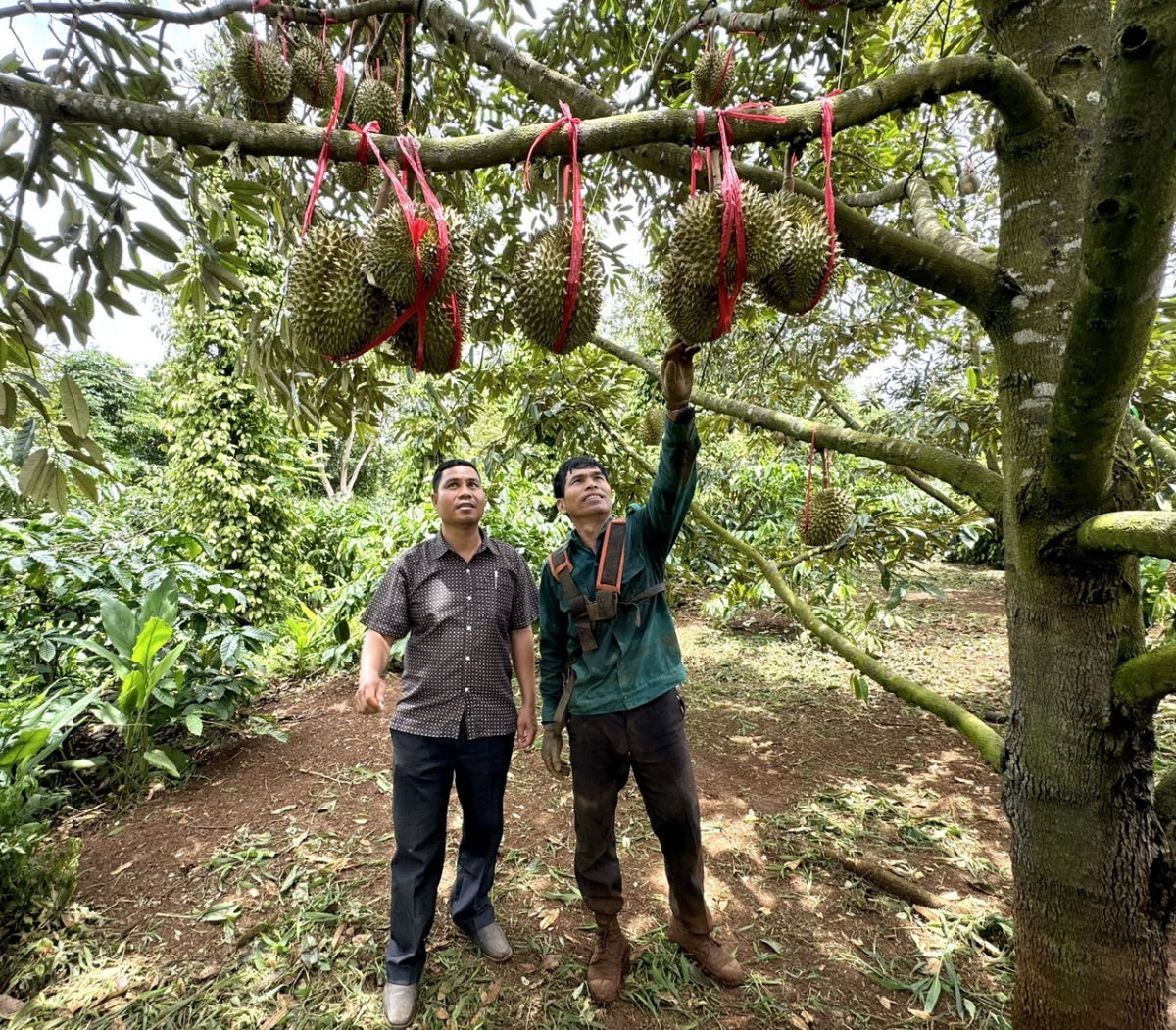 ÔngY Sanh Niê ( bên phải) trong vườn cây xen canh hiệu quả. 