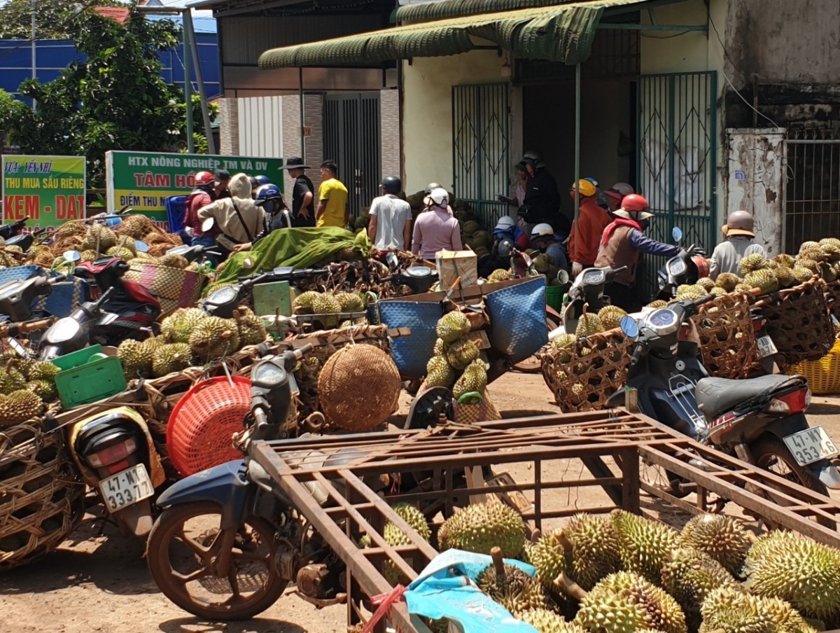 Kong tôu drêng klêi mê ton hâi, Dak Lak hlo hên sầu riêng ki ôh tá dâi lĕm, tê bu châ 1 rơpâu liăn môi kg