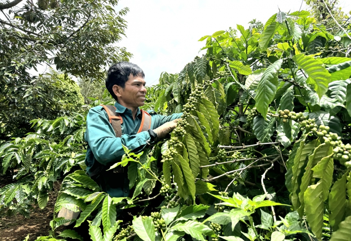 Mô hình trồng xen canh mang lại hiệu quả kinh tế cao. 