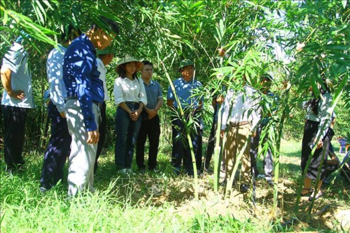 Các đại biểu đến tham quan mô hình trồng tre lục trúc lấy măng ở xã Hòa Trạch, huyện Bố Trạch, tỉnh Quảng Bình.