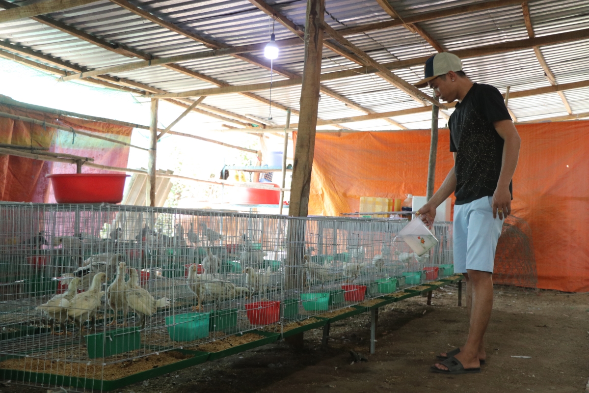 Anh Võ Hoàng Vinh thành công với mô hình nuôi gà Peru