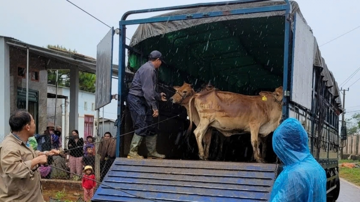 Hàng năm, thành phố Pleiku còn phối hợp hỗ trợ bò giống sinh sản nhằm tạo sinh kế
giúp người dân phát triển kinh tế để vươn lên thoát nghèo. 
Ảnh: Nhật Hào