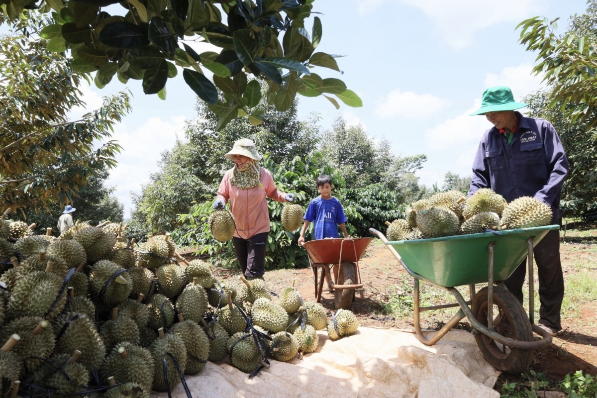 
Cau lơh broă sa kơnhoàl Krông Pách, càr Dăk Lăk pơn yờ să ngan là cau tờm bơh dơ̆ lơh chờ dê