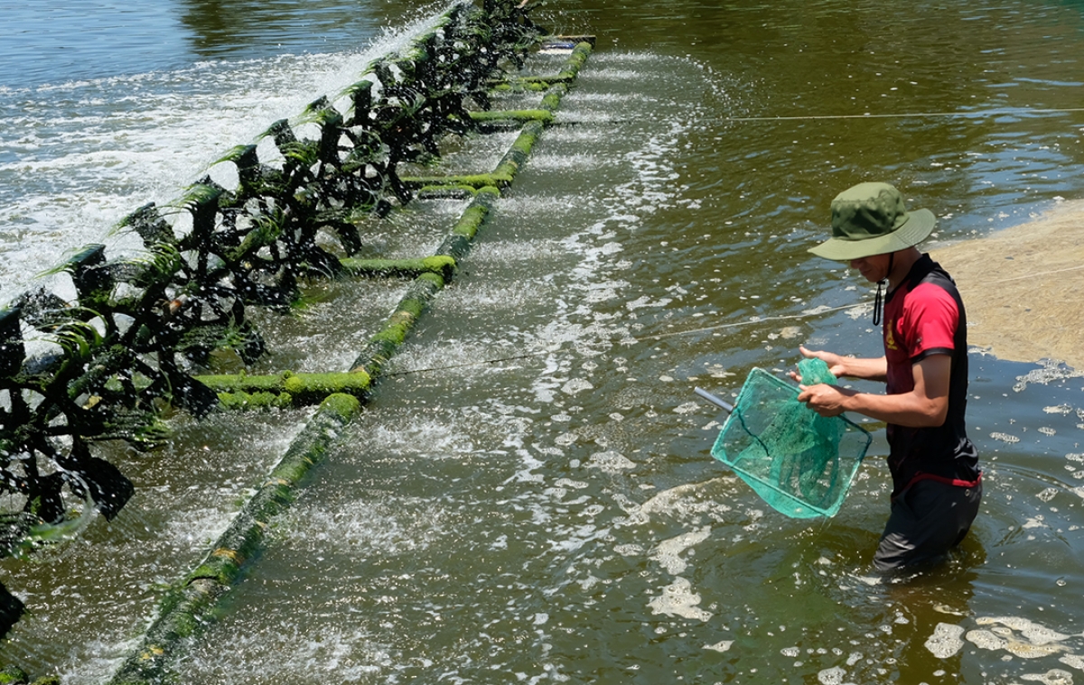 Ngân hàng ưu tiên dòng vốn cho phát triển nông- lâm- thủy sản