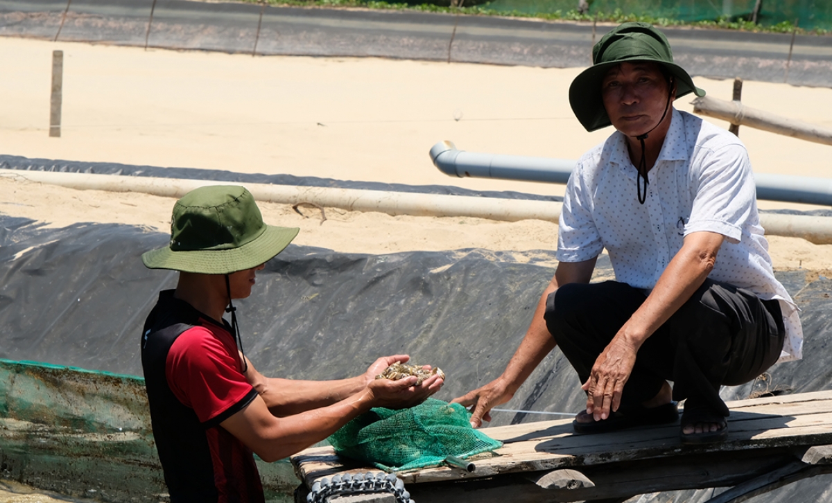 Ông Nguyễn Văn Cứu (mặc áo trắng) đi kiểm tra hồ nuôi ốc hương