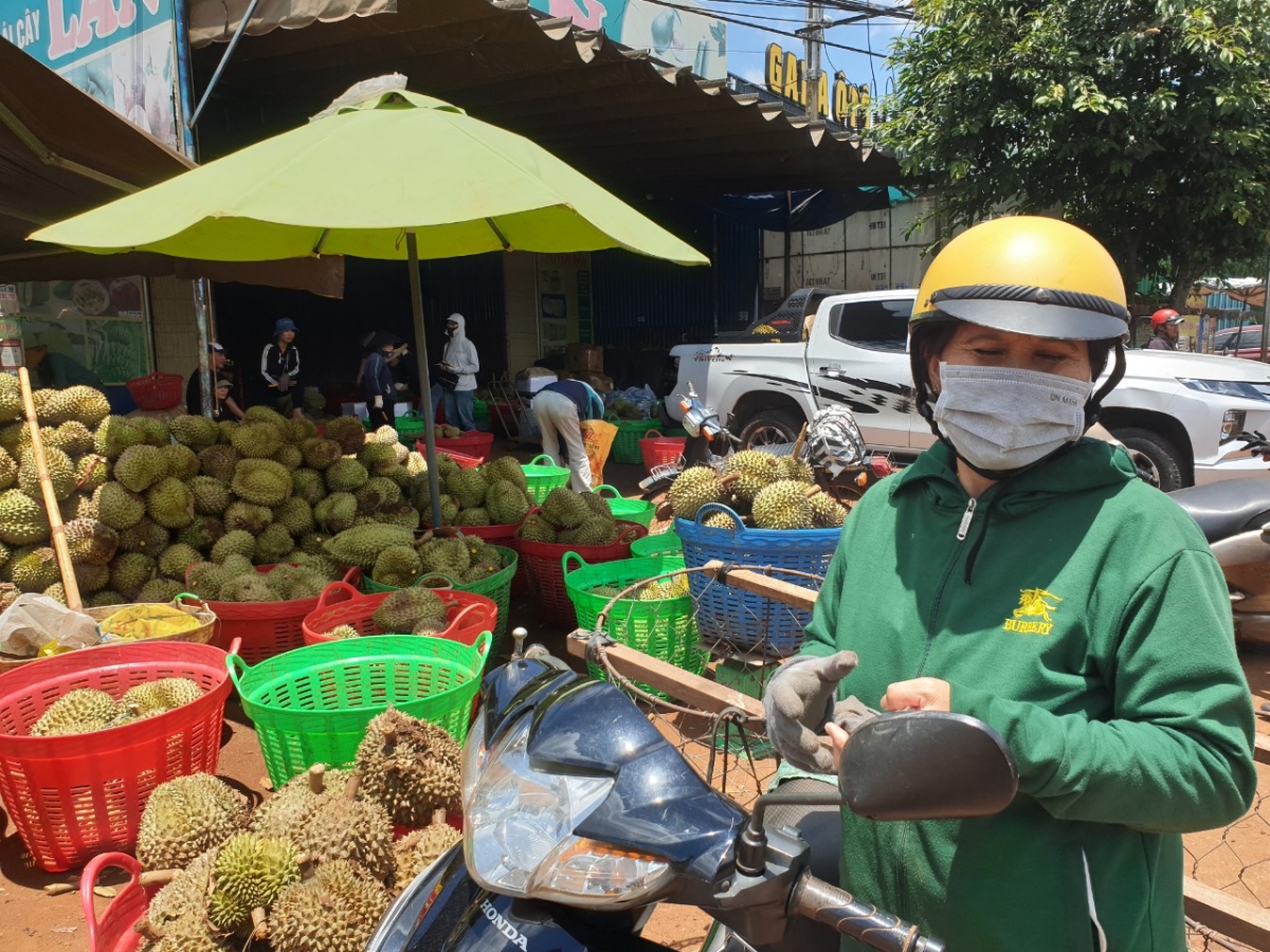 Mò Nguyễn Thị Vân ơm tàm thôn Tân Đông pơlai soh ngan bơta 1 nơm rơndeh măi pơndiang bềng sầu riêng gơ jrùh gờñ, tac geh dồ êt priă jền rlau mờ 1 plai sầu riêng tơl niam