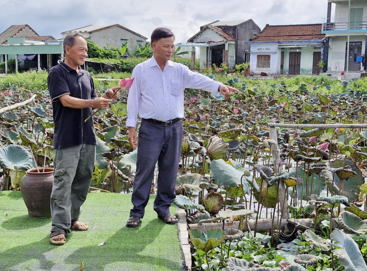 Liên kết theo chuỗi giá trị cây sen giúp nông dân yên tâm sản xuất