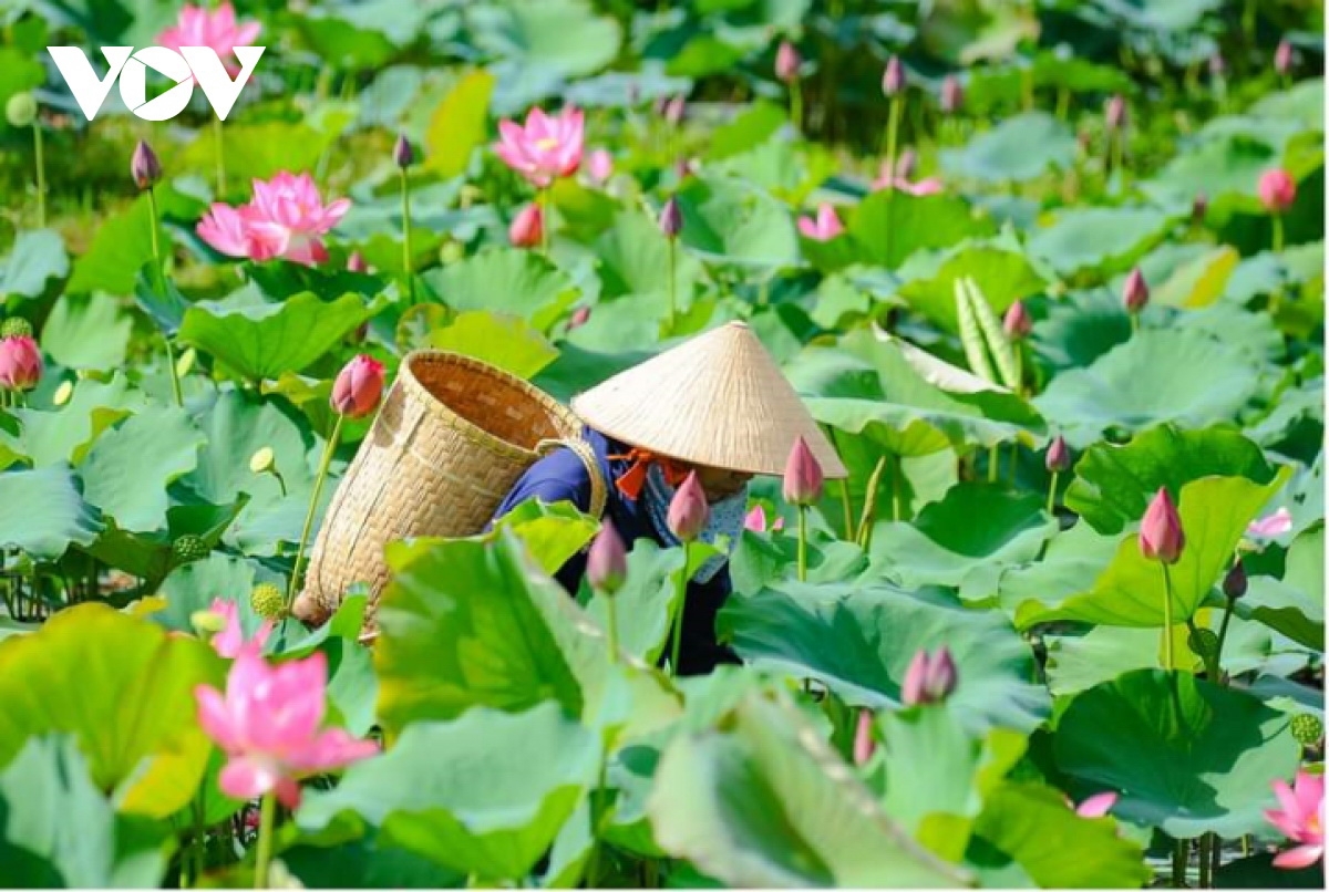 Mô hình liên kết sản xuất cây sen giúp nông dân huyện Duy Xuyên, tỉnh Quảng Nam có nguôn thu nhập cao.