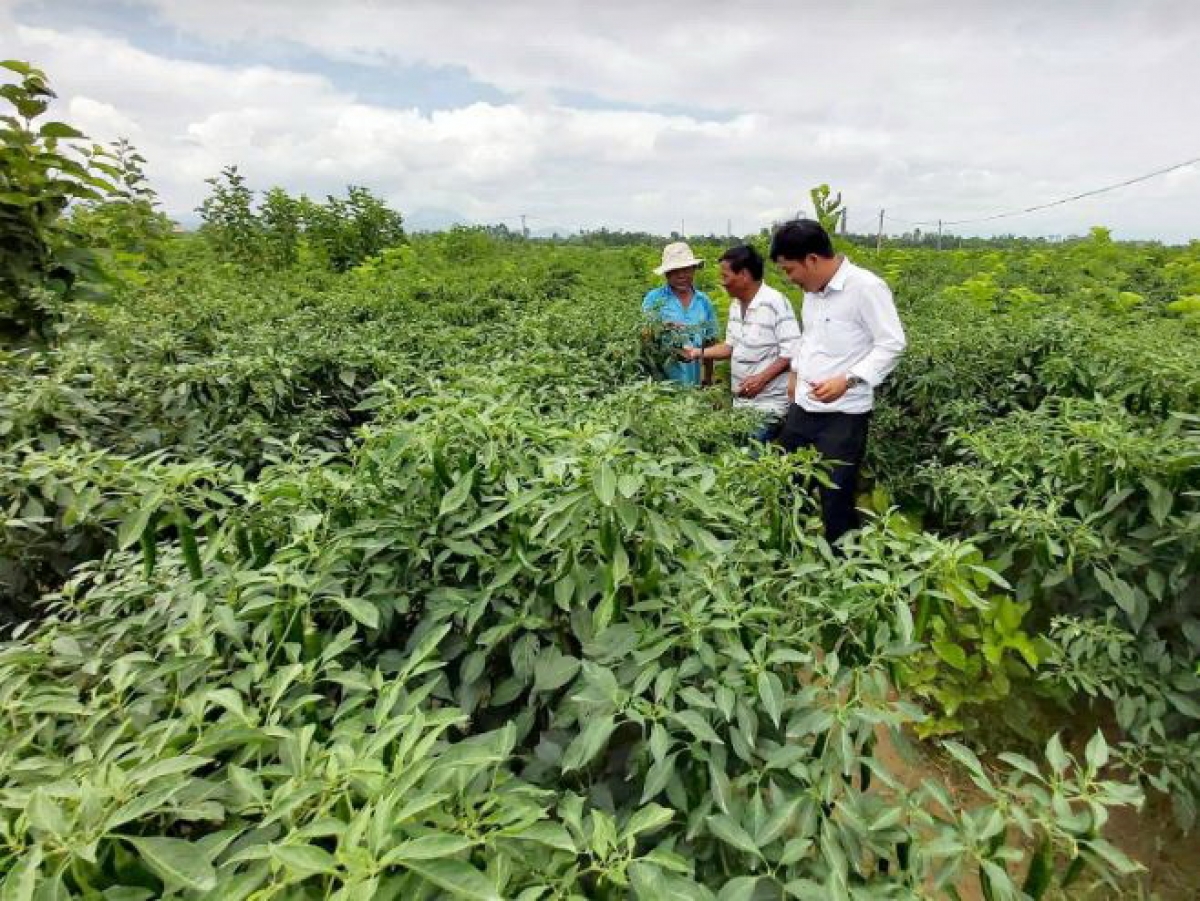 Mô hình liên kết sản xuất ớt ở xã Duy Châu, huyện Duy Xuyên, tỉnh Quảng Nam.